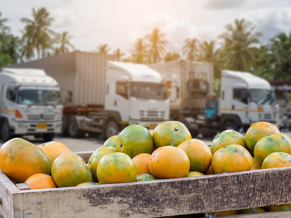 Imported Organic Fruit